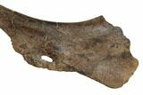 Hadrosaur (Edmontosaurus) Ischium Bone - South Dakota #192674-3